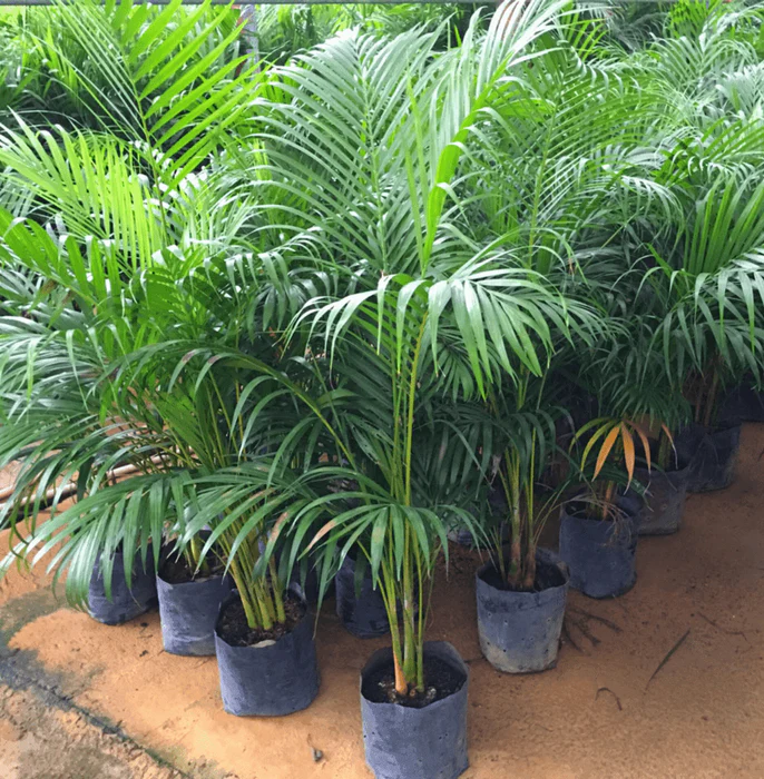 Snake Plant (Sansevieria)